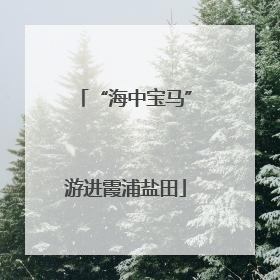 “海中宝马”游进霞浦盐田