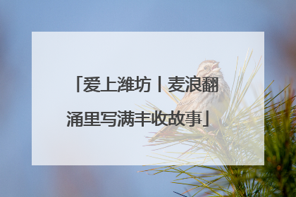 爱上潍坊丨麦浪翻涌里写满丰收故事