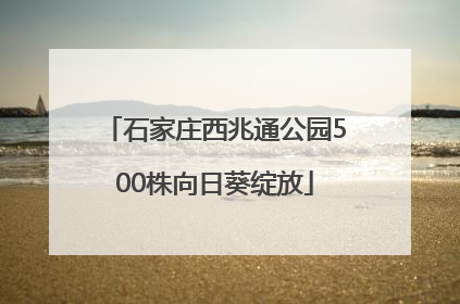 石家庄西兆通公园500株向日葵绽放