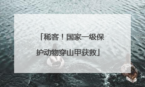稀客！国家一级保护动物穿山甲获救