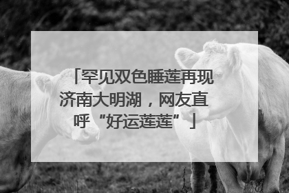 罕见双色睡莲再现济南大明湖，网友直呼“好运莲莲”