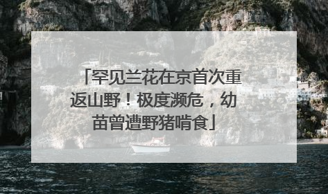 罕见兰花在京首次重返山野！极度濒危，幼苗曾遭野猪啃食