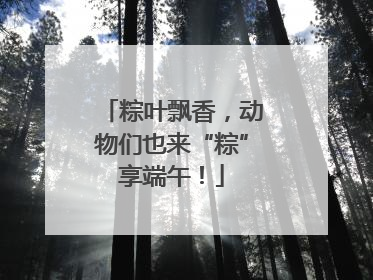 粽叶飘香，动物们也来“粽”享端午！