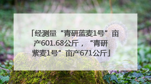 经测量“青研蓝麦1号”亩产601.68公斤，“青研紫麦1号”亩产671公斤