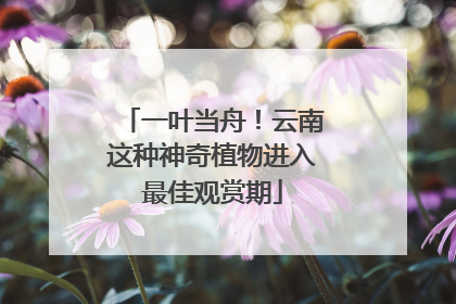 一叶当舟！云南这种神奇植物进入最佳观赏期