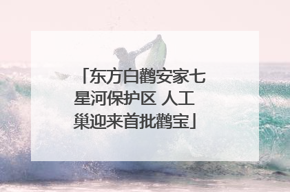 东方白鹳安家七星河保护区 人工巢迎来首批鹳宝