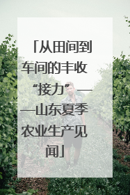 从田间到车间的丰收“接力”——山东夏季农业生产见闻