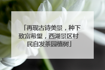 再现古诗美景，种下致富希望，西湖景区村民自发茶园植树