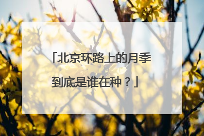 北京环路上的月季到底是谁在种？