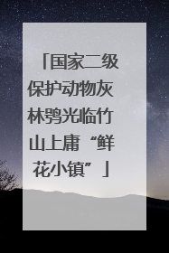国家二级保护动物灰林鸮光临竹山上庸“鲜花小镇”