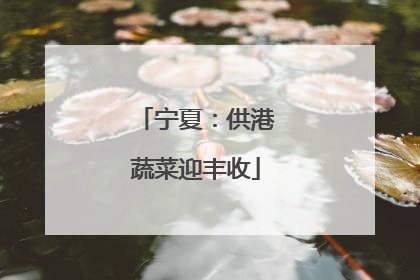 宁夏：供港蔬菜迎丰收