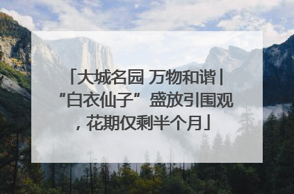 大城名园 万物和谐│“白衣仙子”盛放引围观，花期仅剩半个月