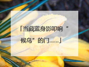 当藏蓝身影叩响“候鸟”的门……
