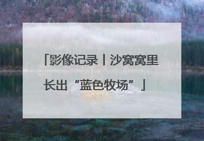 影像记录丨沙窝窝里长出“蓝色牧场”