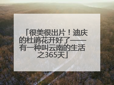 很美很出片！迪庆的杜鹃花开好了——有一种叫云南的生活之365天