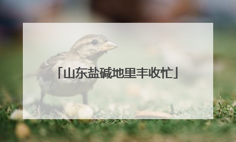 山东盐碱地里丰收忙