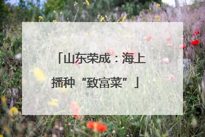 山东荣成：海上播种“致富菜”