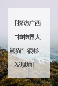 探访广西“植物界大熊猫”银杉发现地