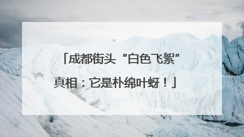 成都街头“白色飞絮”真相：它是朴绵叶蚜！