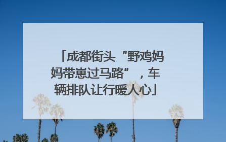 成都街头“野鸡妈妈带崽过马路”，车辆排队让行暖人心