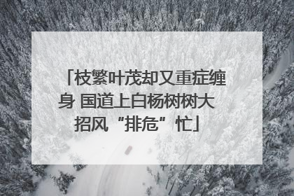 枝繁叶茂却又重症缠身 国道上白杨树树大招风“排危”忙
