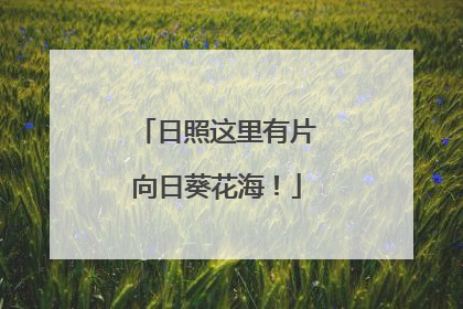 日照这里有片向日葵花海！