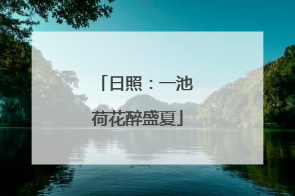 日照：一池荷花醉盛夏