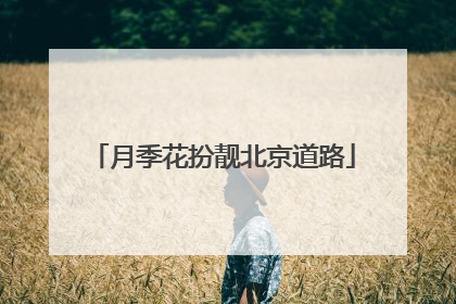 月季花扮靓北京道路