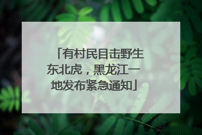 有村民目击野生东北虎，黑龙江一地发布紧急通知