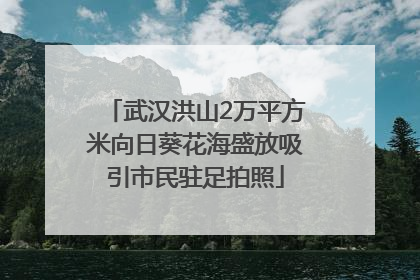 武汉洪山2万平方米向日葵花海盛放吸引市民驻足拍照