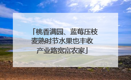 桃香满园、蓝莓压枝 麦熟时节水果也丰收 产业路宽富农家