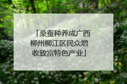 桑蚕种养成广西柳州柳江区民众增收致富特色产业