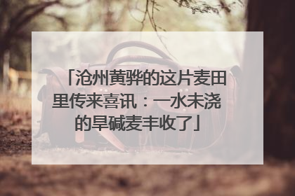 沧州黄骅的这片麦田里传来喜讯：一水未浇的旱碱麦丰收了