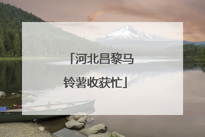 河北昌黎马铃薯收获忙