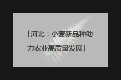 河北：小麦新品种助力农业高质量发展