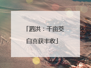 泗洪：千亩茭白喜获丰收