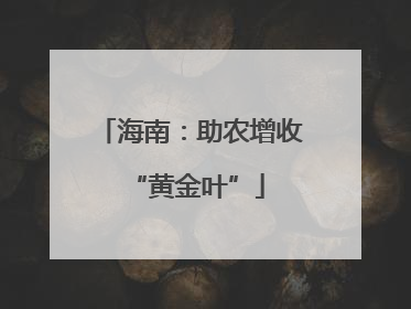 海南：助农增收 “黄金叶”