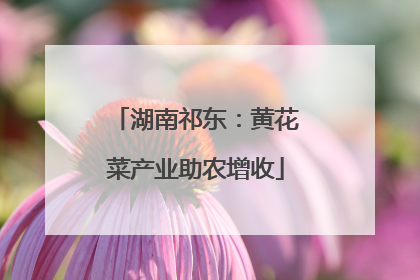 湖南祁东：黄花菜产业助农增收