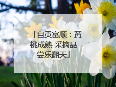自贡富顺：黄桃成熟 采摘品尝乐翻天