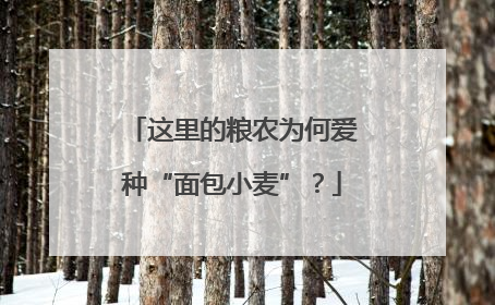 这里的粮农为何爱种“面包小麦”？