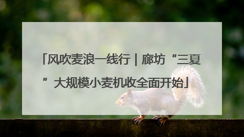 风吹麦浪一线行｜廊坊“三夏”大规模小麦机收全面开始