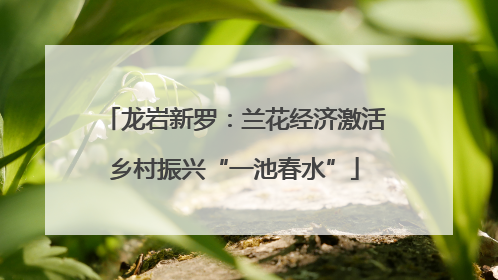 龙岩新罗：兰花经济激活乡村振兴“一池春水”
