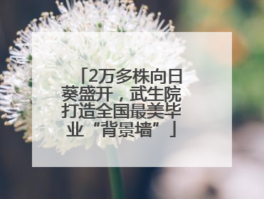 2万多株向日葵盛开，武生院打造全国最美毕业“背景墙”